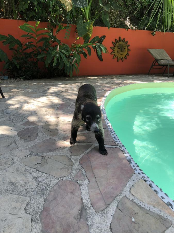 Hotel El Pequeno Gecko Verde Sámara Eksteriør billede